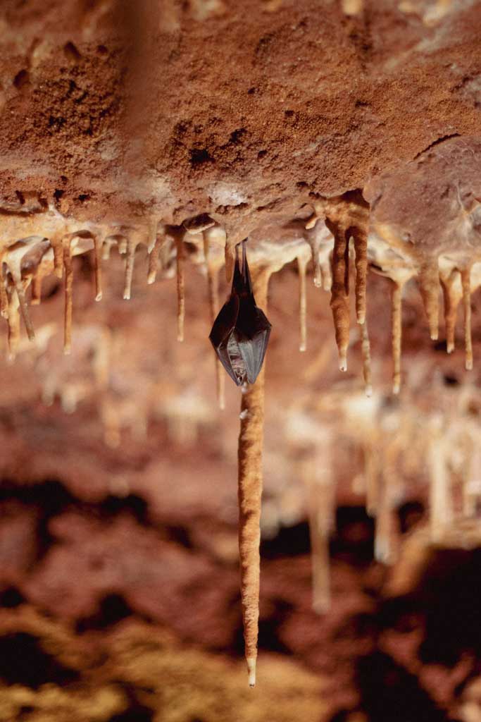 Grotte du Bosc